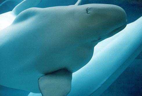 Stuntdog's sensational beluga whale photograph